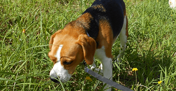 家庭犬しつけ訓練キャピラノ･ドッグ･トレーニング