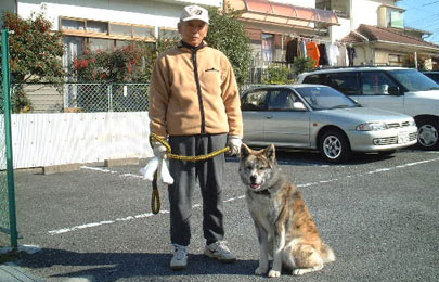 家庭犬しつけ訓練キャピラノ･ドッグ･トレーニング椿ちゃん