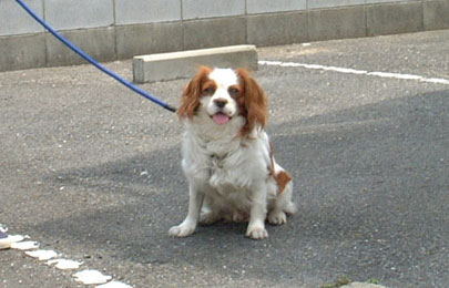 家庭犬しつけ訓練キャピラノ･ドッグ･トレーニングロンくん