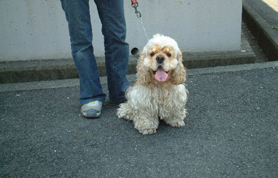 家庭犬しつけ訓練キャピラノ･ドッグ･トレーニング省吾くん