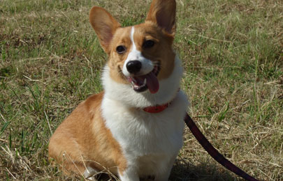 家庭犬しつけ訓練キャピラノ･ドッグ･トレーニングライくん