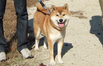 家庭犬しつけ訓練キャピラノ･ドッグ･トレーニングカンタくん