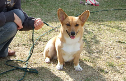 家庭犬しつけ訓練キャピラノ･ドッグ･トレーニングハナちゃん