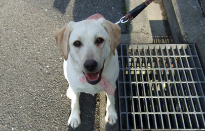 家庭犬しつけ訓練キャピラノ･ドッグ･トレーニングピノちゃん