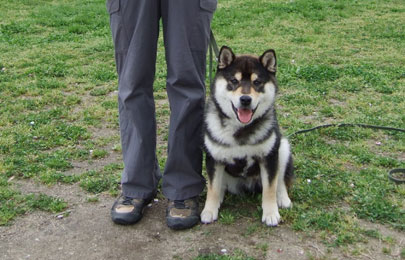 家庭犬しつけ訓練キャピラノ･ドッグ･トレーニング蓮くん