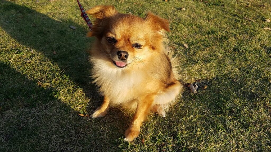 家庭犬しつけ訓練キャピラノ･ドッグ･トレーニングかえでちゃん